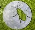 Dessous de plat "The beetle" original dans les arts de la table